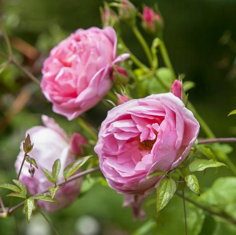 róże w ogrodach Holehird w pobliżu Windermere w Lake District