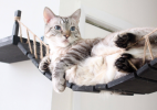 Etsy sprzedaje most dla kota zainspirowany Indianą Jones