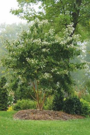 Heptacodium „Siedem synów”