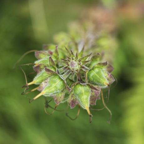 abstrakcyjny widok z góry na dół strąków nasion naparstnicy naparstnicy purpurea, cornwall, Wielka Brytania, lipiec 2016