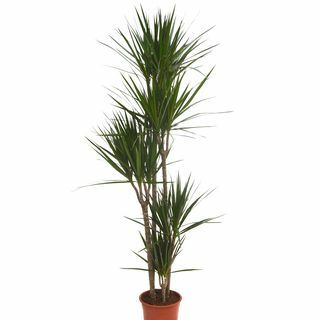 Dracaena Marginata (Smocze Drzewo)