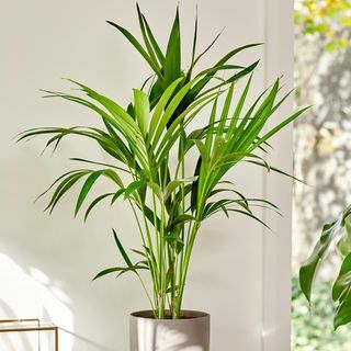 80cm palma Kentia - Howea Forsteriana