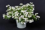 Chelsea Flower Show Plant of the Year Is Hydrangea Runaway Bride 'Snow White'