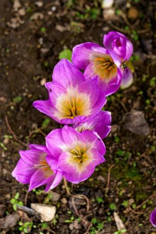 jesienny liliowy krokus kwitnie w ogrodzie we wrześniu październik