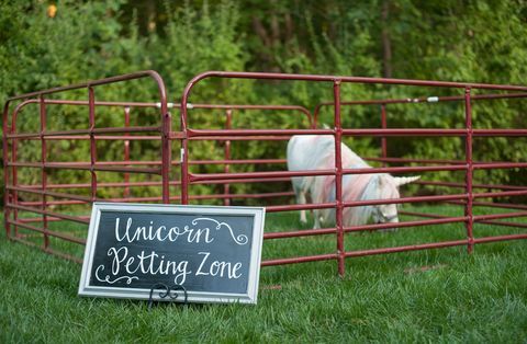 Jednorożec Petting Station