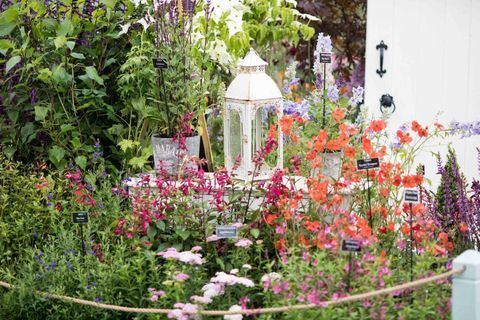 RHS Chatsworth Flower Show 2017 dzisiaj (wtorek 6 czerwca 2017 r.) Szkółki Middleton