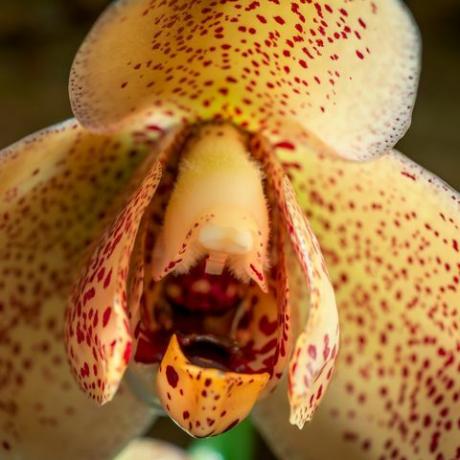 zielona planeta davida attenborough pięć części serii roślin na jednym BBC kwiat orchidei acinetia hrubyana