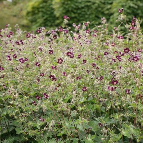 Pelargonia geranium