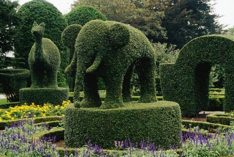 słonie topiary