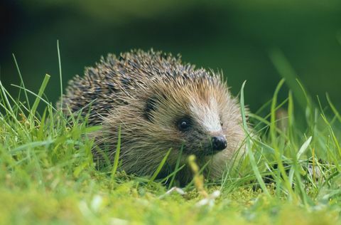 Jeż (Erinaceus europaeus) na zielonej trawie w Szkockiej wsi