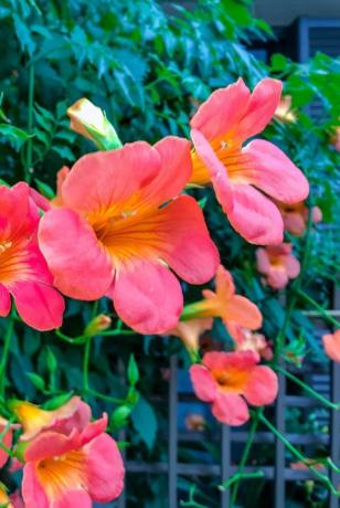 chińska trąbka pnącze campsis grandiflora