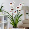 Sprzedaż orchidei rośnie w Waitrose & Partners