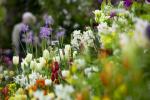 Tajna wskazówka ogrodników pokazujących kwiaty RHS, dzięki którym kwiaty kwitną na polecenie