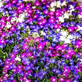 Lobelia