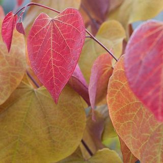 Cercis Canadensis „Wieczny płomień”®