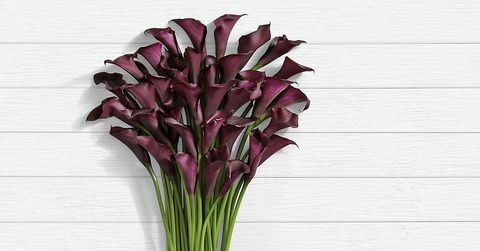 ProFlowers Black Callas