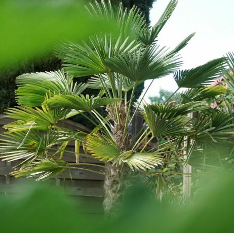 śródziemnomorska palma wachlarzowa chamaerops palmy humilis