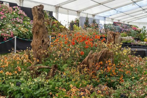 Wschód Edenu. Geum Mr Mojo w Floral Marquee na RHS Malvern Spring Festival 2019.