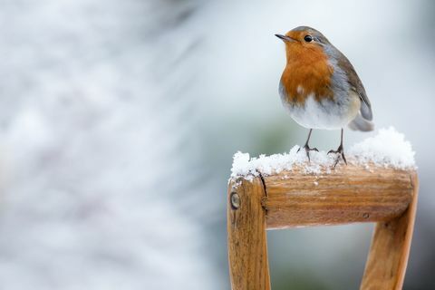 Robin w zimowym śniegu - siedząc na rączce łopaty