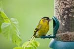 Jak utrzymać w czystości karmniki dla ptaków ogrodowych, aby zatrzymać rozprzestrzenianie się chorób ptaków