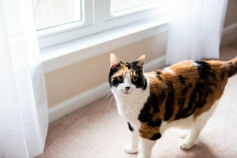 Żeńska perkalowa kota twarz stoi patrzeć okno na dywanowej podłoga sypialnia i zasłony