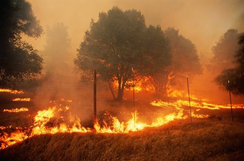 niedobory drewna, pożary lasów w hrabstwie sonoma, kalifornia, usa