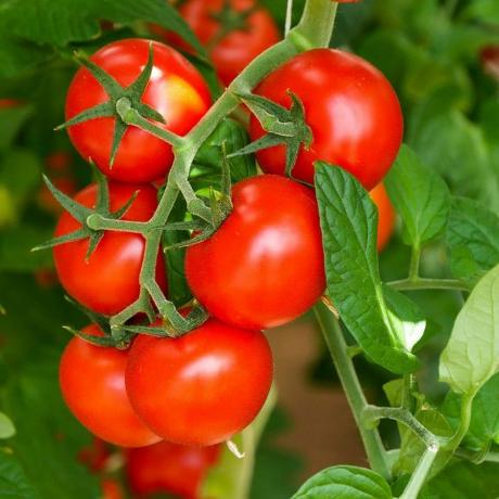 pomidor (standardowy) 'Shirley' F1