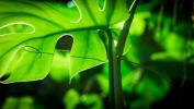 Zielona planeta: 5-częściowa seria roślin Davida Attenborough w BBC