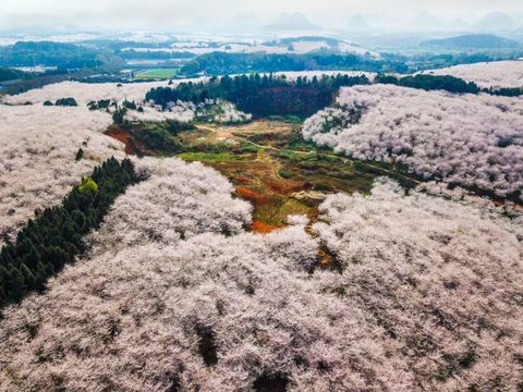 Czereśniowi drzewa przy Pingba uprawiają ziemię w Guiyang, Guizhou prowincja Chiny