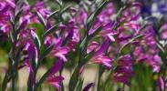 Jak uprawiać cebulki kwiatowe dla wspaniałego letniego koloru