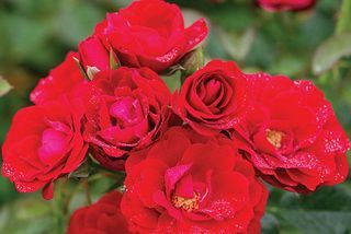 Cherry Frost ™ Climbing Rose