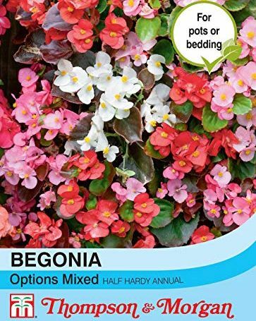 Begonia Semperflorens Opcje Mieszane
