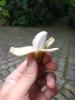 Musa naprawdę małe drzewo bananowe