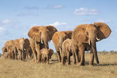 Kenia, okręg Taita-Taveta, Park Narodowy Tsavo Wschodnie, stado słoni afrykańskich (Loxodonta Africana) poruszające się w jednym pliku