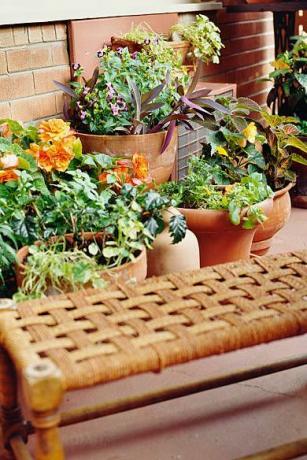balkon z roślinami doniczkowymi