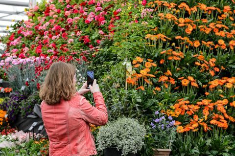 bbc gardeners world live 2019 kwiatowy namiot imprezowy fotografujący roślinną piramidę