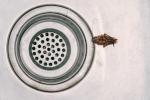Jak trzymać karaluchy z dala od domu