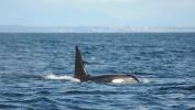 105-letni wieloryb na Pacyfiku