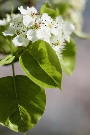 Gruszka, Callery gruszka Chanticleer, Pyrus calleryana Chanticleer, Białe kwiaty na drzewie.