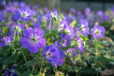 roślina rabatowa, roślina rabatowa ogrodowa, grupa kwiatów żurawi, kwitnąca geranium rozanne, liście zielone, duży bukiet kwiatów