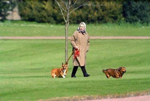 Królowa Elżbieta II wyprowadza swoje psy na Zamek Windsor