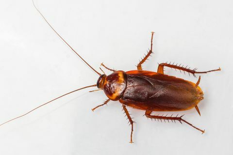 karaluch amerykański