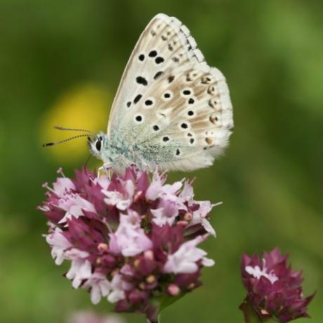 oszałamiający samiec kredowego wzgórza niebieski motyl polyommatus coridon nektarujący na kwiat majeranku