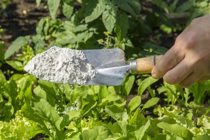 ogrodnik posyp ziemię okrzemkową proszkiem okrzemkowym do nietoksycznego organicznego środka odstraszającego owady na sałatkę w ogrodzie warzywnym, owady odwadniające