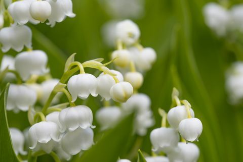 Konwalia (Convallaria majalis)