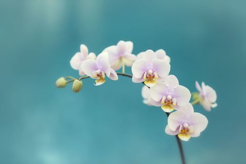 Świeże białe orchidee z turkusowym błękitnym tłem.