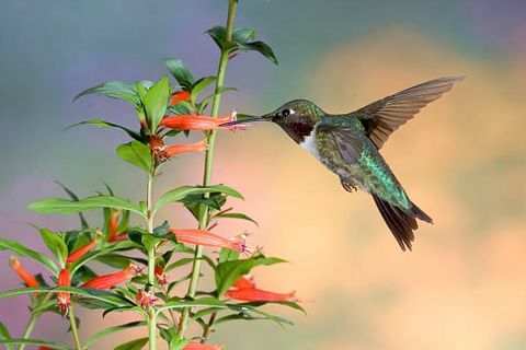 kolibry rubinowate archilochus colubris to gatunek kolibra, podobnie jak wszystkie kolibry, gatunek ten należy do rodziny trochilidae i jest obecnie małe zwierzę to jedyny gatunek kolibra, który regularnie gniazduje na wschód od rzeki Missisipi na północy Ameryka
