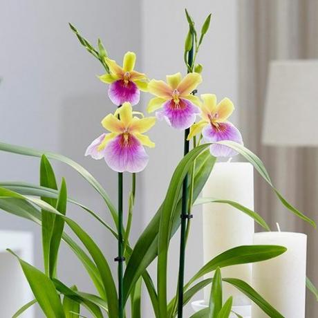 Storczyk bratek Miltonia „Sunset”