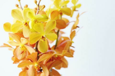 Zamyka up wiązka żółte i pomarańczowe orchidee