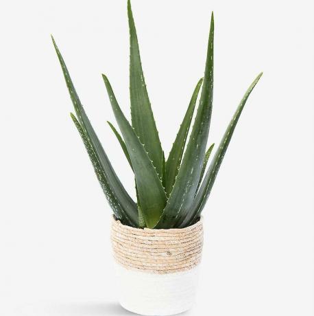 Roślina Aloe Vera i kosz ze słomy